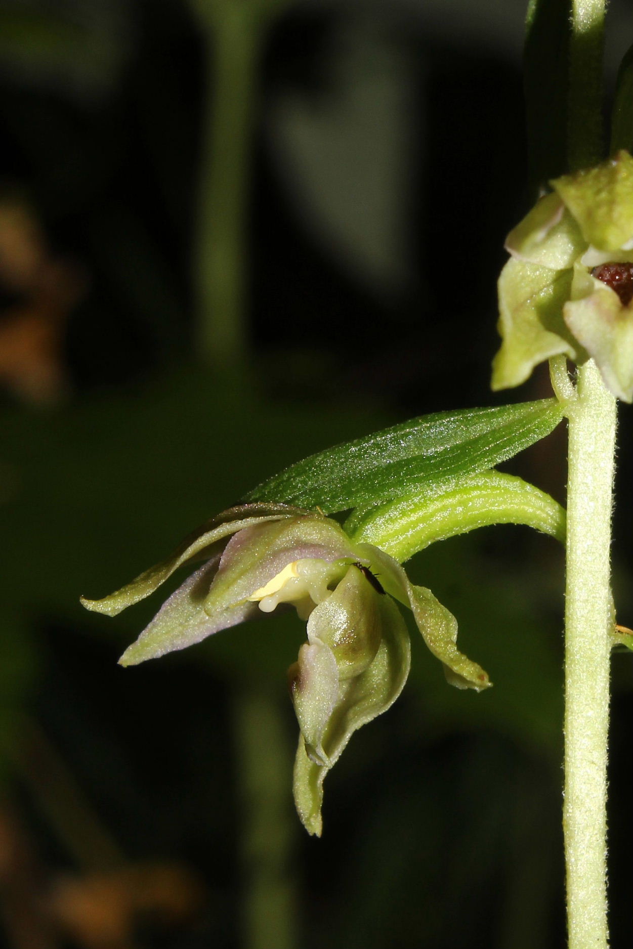 Epipactis muelleri ??